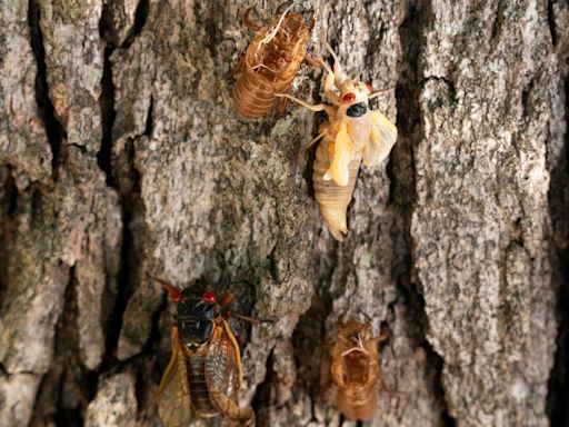 The cicada invasion has begun! Find out where the flying insects are emerging