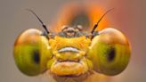 Some scientists say insects are conscious – it doesn't settle anything