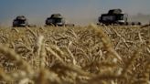 La Nación / Arranca la siembra de trigo con buenas perspectivas de producción