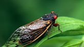 Cicadas will soon be flying out and about in Massachusetts — but not this year