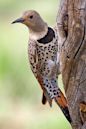 Northern flicker