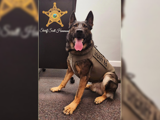 Beaufort County K9 Athos gets new bullet and stab proof vest from charity