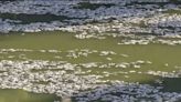 Australian police say removing millions of dead fish from Darling River near Menindee will be 'logistical nightmare'