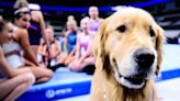 Juegos Olímpicos París 2024: Beacon, el perro de terapia que ayuda al Team USA de Gimnasia