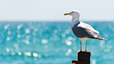 Bigger-brained gull species thrive in urban spaces