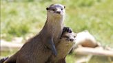 Opportunity to Take a Bath With River Otters Unlocks a New Dream