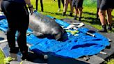 Toast returns to Crystal River; manatee had been in rehabilitation since January