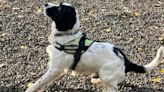 How specially trained sniffer dog Jac will keep electricity flowing this winter