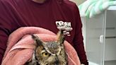 CROW, partner release rehabilitated owl