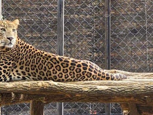 “Forest officials don’t hate animals”: SC on Raj order to kill man-eater leopard