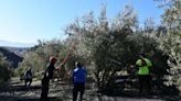 Las aves migratorias de invierno dispersan casi el 90% de las semillas del entorno del olivar, según un estudio