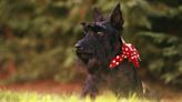 Muscle Cramps in Scottish Terriers: Symptoms, Causes, & Treatments