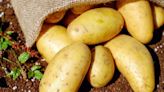 Potato dispatches from West Bengal's cold storages surge by 35% a day after traders withdraw strike | Business Insider India