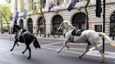 Dos caballos militares que se escaparon y corrieron por Londres necesitan cirugía