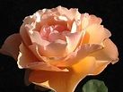 Bronze Star Rose | Beautiful rose flowers, Hybrid tea roses, Tea roses