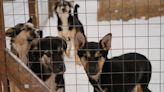 Poland Shelter Sees 120 Dogs Adopted Amid Urgent Appeal