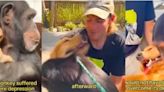 Un video que emociona: el enternecedor encuentro entre un chimpancé y un perro que lo ayudó a salir de la depresión