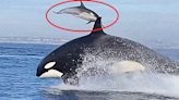 Killer Whale Yeets Dolphin Into the Sky