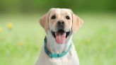 Labrador Retriever Puppy Gives Cutest Sneak Peek Into His Service Dog Training