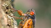 Cicadas 2024: Will a cold snap delay the emergence of cicadas? When will they emerge?