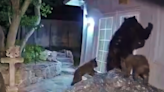 Mama bear, two cubs spotted looking for food in Manitou