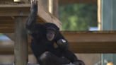 Chimp Haven rescues 10 chimps just in time to celebrate the holiday season