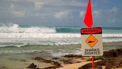 Hawaii tourist bitten by shark while swimming, found 'bleeding profusely'