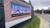 Rogue peacock on the loose, caught strolling through Detroit suburb