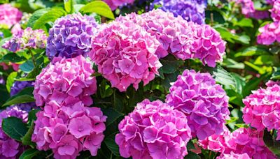 Hydrangeas really shine and give better blooms with Alan Titchmarsh’s genius tip