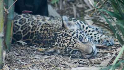 Ponle nombre a los tres cachorros de jaguar del Zoológico de Chapultepec