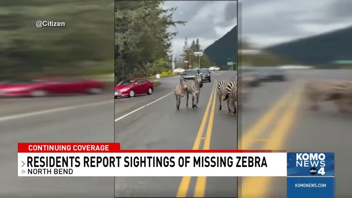 Watch: Public urged to steer clear of escaped zebra in Washington