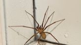 Ohio’s most dangerous spiders in midst of mating season