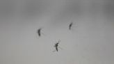 South America dengue spike prompts vaccination drive as bug spray runs out