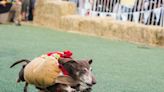 With grit and determination, wiener dogs race for glory and treats at Florida festival