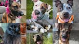 Multnomah County Animal Services announces pet adoption sale as kennels reach capacity