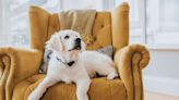 14 Cleaning Tips Every Pet Owner Should Know