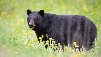 NJ school district takes drastic action in response to black bear