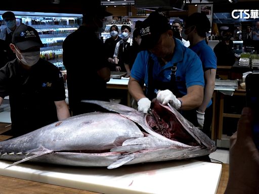 黑鮪魚季吸業者搶標！ 台日兩國文化大不同