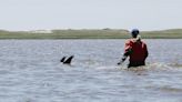 Animal rescuers try to keep dozens of dolphins away from Cape Cod shallows after mass stranding