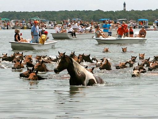 Chincoteague Pony Swim 2024: Dates and details announced