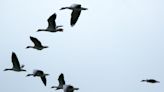 Quelles sont les raisons derrière le vol en V des oiseaux migrateurs ?