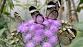 Zoo wins award for butterfly house