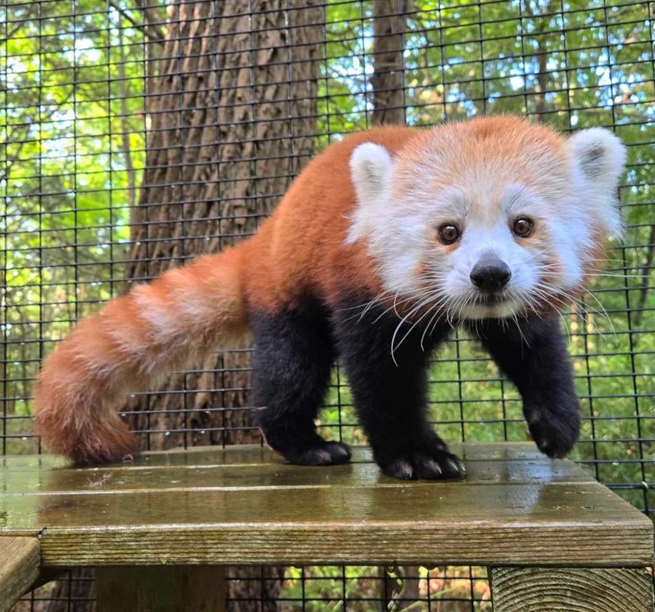 N.J. zoo’s new red panda is no fan of David Bowie