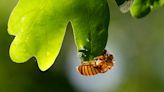 Trillions of cicadas emerge in the U.S.: See the 2024 broods, XIX and XIII