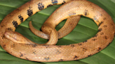 Científicos encuentran pequeña serpiente de un pie de largo en la selva y descubren nueva especie