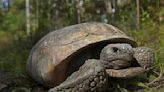 Gopher Tortoise Day: 9 ways to help protect the threatened species