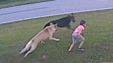 German Shepherd Saves 6-Year-Old Boy from Potential Dog Attack by Stopping Charging Canine