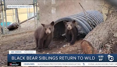 2 orphaned black bear cubs released into wild after stay at Ramona Wildlife Center
