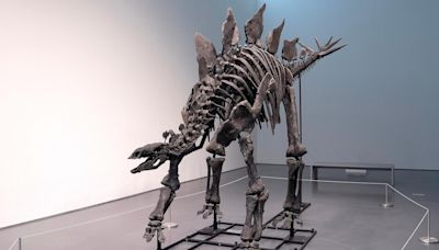 Stegosaurus skeleton, nicknamed 'Apex,' sells for record $44.6M at Sotheby's auction