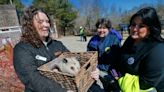 Renovation project will expand Buttonwood Park Zoo's Animal Ambassador program